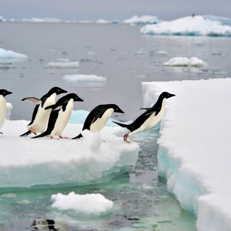 The Mighty Penguin in You: Embodying Hope and Resilience
